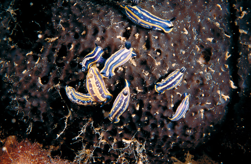 Hypselodoris fontandraui